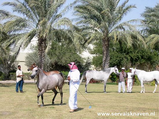 Ronde van Qatar, 1e etappe - 2 februari 2004